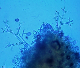 Varios esporangióforos arbusculares emergen de los estomas de esta hoja.  <i> <b> Pseudoperonospora cubensis </b> </i> (mildiú ).