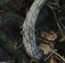 Los dos hongos responsables del oidio también pueden desarrollarse en el tallo y en los pecíolos.  Este es el caso de este pecíolo de una hoja de calabaza en la que la esporulación es densa.  <i> <b> Podosphaera xanthi </b> </i> o <b> <i> Golovinomyces cichoracearum </i> var.  <i> cichoracearum </i> </b>