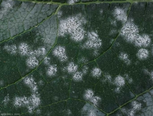 Detalle de manchas blancas de polvo en la hoja de una hoja de calabacín.  Podemos distinguir claramente varias colonias miceliales más o menos esporulantes.  <i> <b> Podosphaera xanthi </b> </i> o <b> <i> Golovinomyces cichoracearum </i> var.  <i> cichoracearum </i> </b> (oidio).