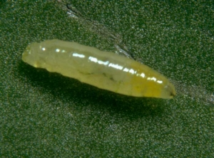 Larva amarillenta de <i> <b> Liriomyza trifolii </b> </i>.  (minadores de hojas)