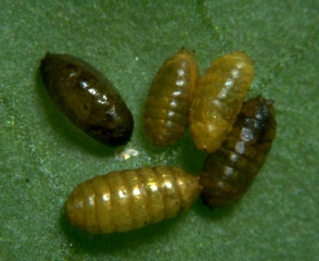 Pupas de <b> <i> Liriomyza trifolii </i> </b> de color ocre a marrón oscuro.  (minadores de hojas)