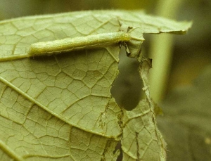 Esta oruga mariposa de la familia Noctuidae devora esta hoja que tiene agujeros y está recortada en la periferia. <b> Orugas desfoliantes </b> (noctuidos) 