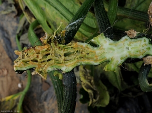 Este tallo cortado longitudinalmente muestra los efectos devastadores de <b> <i> Pectobacterium carotovorum </i> subsp.  <i> carotovorum </i> </b> sobre calabacín.  (podredumbre bacteriana).