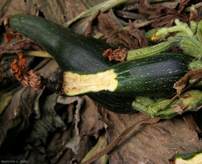 Los tejidos internos de este calabacín adquirieron un tinte marrón, también se formaron cavidades.  <b> <i> Pectobacterium carotovorum </i> subsp.  <i> carotovorum </i> </b>.