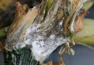 Los tejidos del tallo alterados muestran un tinte lívido y negruzco, y están cubiertos por un micelio blanco más o menos algodonoso.  <i> <b> Sclerotinia sclerotiorum </b> </i>