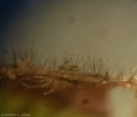 Numerosos conidióforos negruzcos, cada uno con conidios multicelulares, se erigen en la superficie de esta hoja de tomate.
<b><i> Corynespora cassiicola </b></i>(corynesporiose)