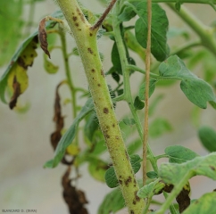 Numerosas lesiones marrones, húmedas, circulares a alargadas son visibles en este tallo de tomate.  Tenga en cuenta el pardeamiento total de dos racimos florales y algunos folletos.
 <b><i> Corynespora cassiicola</i></b> (corynesporiose)