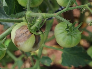 Podredumbre en frutos verdes causada por <b><i>Neoceratitis cyanescens</b></i>.
 (mosca de la fruta)