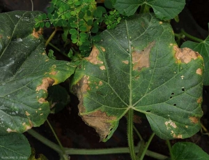 Los tejidos interveinales de las hojas inferiores se cloran, se vuelven marrones rápidamente y se vuelven necróticos.  <b> <i> Meloidogyne </i> sp.  </b> (nematodos agalladores)