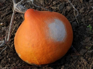 <b> Quemadura de sol </b> en calabaza