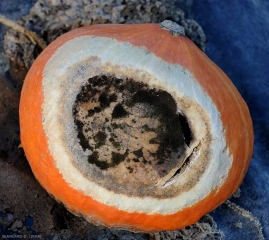 Este <b> tizón solar </b> de la calabaza es invadido en su centro por un moho negro producido por un hongo oportunista que puede ser en este caso <i> Cladosporium </i> sp. o una <i> Alternaria </i> sp. 