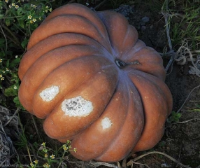 <b> Quemadura de sol </b> en calabaza materializada por 3 manchas blanquecinas superficiales de diversa extensión en el lado más expuesto a la radiación solar.