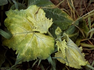 Amarilleo intenso de las hojas del ápice de esta planta envenenada por rodeo.  Partes del limbo y algunas hojas tiernas han adquirido un tinte blanco.  <b> Fitotoxicidad </b>