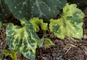 Estas dos hojas de calabacín muestran un color amarillento de los nervios que se han extendido en gran medida a la hoja.  <b> Fitotoxicidad </b>