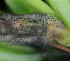 Moho característico negruzco y aéreo producido por <i> <b> Choanephora cucurbitarum </b> </i> sobre tejido podrido.