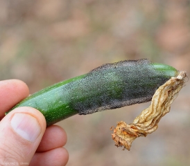 <i> <b> Choanephora cucurbitarum </b> </i> produce un moho negruzco bastante aireado característico en esta fruta.