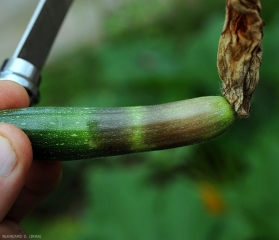 Se están desarrollando dos lesiones húmedas y oscuras en esta fruta joven de calabacín.  <i> <b> Choanephora cucurbitarum </b> </i>