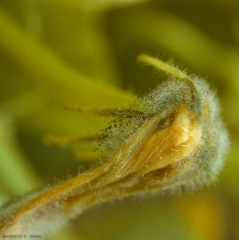 Detalle de piezas florales colonizadas por <i> <b> Choanephora cucurbitarum </b> </i>.