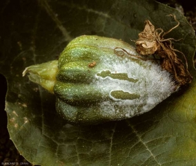 Una lesión suave y húmeda se extiende hasta el extremo estilar de esta fruta joven.  Un micelio aéreo lo cubre parcialmente.  <i> <b> Rhizopus stolonifer </b> </i>