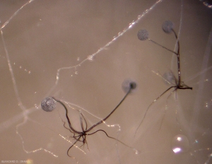 Gracias a una lupa binocular, podemos distinguir claramente el rizoide, el esporocistóforo (o esporangióforo) y el esporocisto (o esporangio).  <i> <b> Rhizopus stolonifer </b> </i>