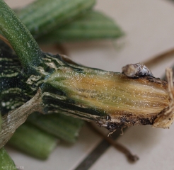 Se ha desarrollado una lesión húmeda en el cuello de este pie de calabacín.  Los vasos subyacentes muestran un tinte pardusco.  <b> <i> Fusarium solani </i> f.  sp.  <i> cucurbitae </i> </b>.