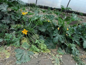 La mayoría de las hojas de esta planta de calabacín han perdido su turgencia y ligeramente clorosis.  <b> <i> Fusarium solani </i> f.  sp.  <i> cucurbitae </i> </b>.