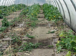 Muchas plantas están completamente marchitas y muertas.  <b> <i> Fusarium solani </i> f.  sp.  <i> cucurbitae </i> </b>.