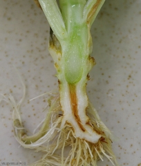 Al cortar el pivote de la ensalada podemos ver que el sistema vascular ha tomado un tinte marrón más o menos marcado. <b><i>Verticillium dahliae</i></b> (marchitez por verticillium) 
