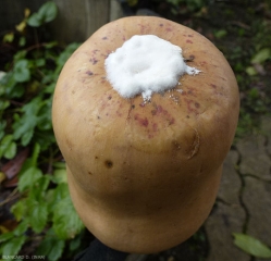 Se desarrolló una lesión húmeda al final de esta calabaza;  un micelio blanco denso lo cubre en su centro.  <b> <i> Fusarium </i> sp.  </b>