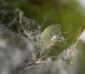 Detalle de un huevo formado por <b><i>Byctiscus betulae</b></i>. 