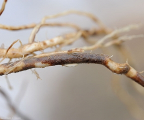 Gran lesión superficial de la corteza de una raíz de tomate. <i> <b> Pyrenochaeta lycopersici </b> </i> (raíces corchosas, raíz corchosa)
