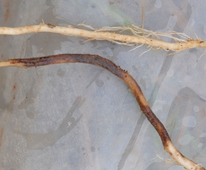 Una raíz de tomate fuertemente suberizada por <i> <b> Pyrenochaeta lycopersici </b> </i> se coloca junto a una raíz aparentemente sana. (raíces corchosas, raíz corchosa)