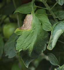 Lesión necrótica que se desarrolla en la periferia del limbo de una hojuela de tomate. Los patrones concéntricos de color marrón oscuro son claramente visibles en el tejido lesionado, así como algunos conidióforos discretos. <b> <i> Botrytis cinerea </i> </b> (moho gris)