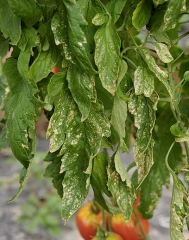 Muchas hojuelas y hojas de tomate están más o menos necróticas y secas. <b> Fitotoxicidad (herbicida) </b>