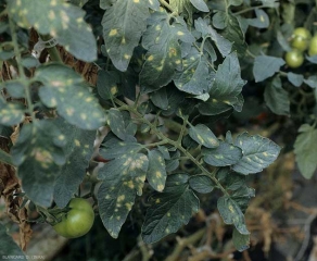 Las manchas amarillas están presentes en los folíolos de las hojas ubicadas en la parte inferior de esta planta de tomate. <b> <i> Leveillula taurica </i> </b> (mildiú polvoroso interno)