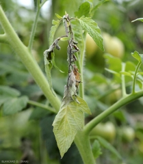 Varios foliolos jóvenes de esta punta de tomate son aceitosos y de color negro. <b> <i> Phytophthora infestans </i> </b> (mildiú velloso)