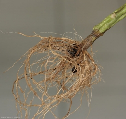 Este sistema de raíces está completamente podrido por <b> <i> Fusarium oxysporum </i> f. sp. <i> radicis-lycopersici </i>. Un cancro marrón rodea el cuello. (FORL) </b> (<i> Fusarium </i> pudrición de la corona y la raíz)