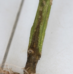 Este cancro de color marrón muy oscuro rodea esta planta de tomate; progresa longitudinalmente sobre el tallo y da a la lesión la forma de una llama. <b> <i> Fusarium oxysporum </i> f. sp. <i> radicis-lycopersici </i> (FORL) </b> (<i> Fusarium </i> pudrición de la corona y la raíz)