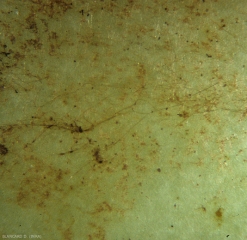 Aspecto con lupa binocular del micelio marrón de <b> <i> Rhizoctonia solani </i> </b> corriendo sobre un fruto de tomate verde.