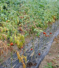 Las hojas bajas de las plantas severamente afectadas muestran una senescencia temprana y se secan. Se reducen el tamaño y los rendimientos del fruto. <b> <i> Meloidogyne </i> spp. </b> (nematodos agalladores)