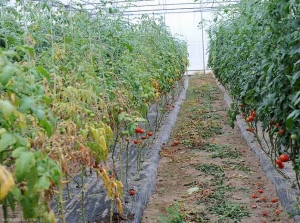 Varias plantas distribuidas en foco tienen follaje clorótico; el marchitamiento y la desecación ocurrieron durante las horas más calurosas del día. <b> <i> Meloidogyne </i> spp. </b> (nematodos agalladores)