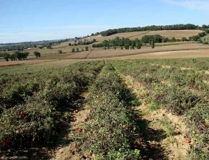 Este cultivo de tomate de campo se ve afectado casi en su totalidad por stolbur. Muchas plantas muestran un hábito tupido y una coloración antocianina. <b> <i> Candidatus </i> Phytoplasma solani </b> (stolbur)