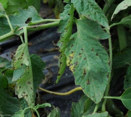 Numerosas manchas marrones a negras, circulares a ligeramente angulares, a veces con un halo amarillo en los foliolos del tomate. <b> <i> Xanthomonas </i> sp. </b> (costra bacteriana, mancha bacteriana)