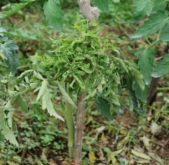 El desarrollo del ápice de esta planta de tomate está bloqueado por el parasitismo del <b> virus del enrollamiento de la hoja amarilla </b> (<i> virus del enrollamiento de la hoja amarilla del tomate </i>, TYLCV)