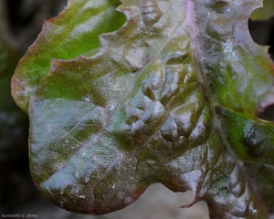 <b> <i> Golovinomyces cichoracearum </i> var. <i> cichoracearum </i> </b> está empezando a asentarse en esa hoja de ensalada; Aparecen unas discretas manchas blancas en polvo. (mildiú polvoriento) 