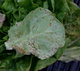 Los cambios de naranja más evolucionados pueden necrosarse gradualmente en la parte inferior de la lámina de la hoja. <b> <i>Lettuce ring necrosis agent</i></b>, (LRNA)