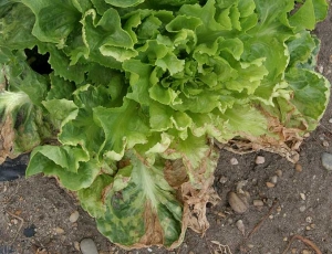 Amarilleo entre las nervaduras de las hojas inferiores de esta ensalada que puede compararse con un síntoma viral (bandas de venas).  La lámina se necrosis y se seca en la periferia.  <b> Fitotoxicidad </b>