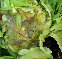 Aspecto de una podredumbre húmeda por <b> <i> Botrytis cinerea </i> </b> como se ve en las hojas de ensalada.  (moho gris).