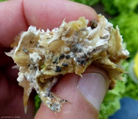 Detalle de los esclerocios <b> <i> Sclerotinia minor </i> </b> presentes en el tejido de ensalada podrido.  (esclerotinia)