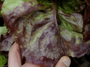<b> <i> Bremia lactucae </i> </b> a veces esporula en la parte superior del limbo de las hojas de lechuga.  (mildiú velloso)